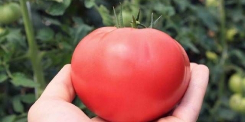 Poklon paradajza za ženu: recenzije, fotografije, prinos